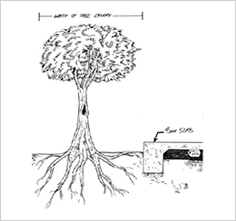Drawing of a tree canopy and its root system extending beneath a nearby slab