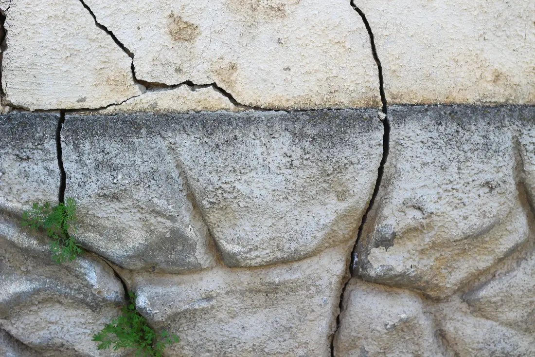 A plant sprouting through a crack in a foundation wall